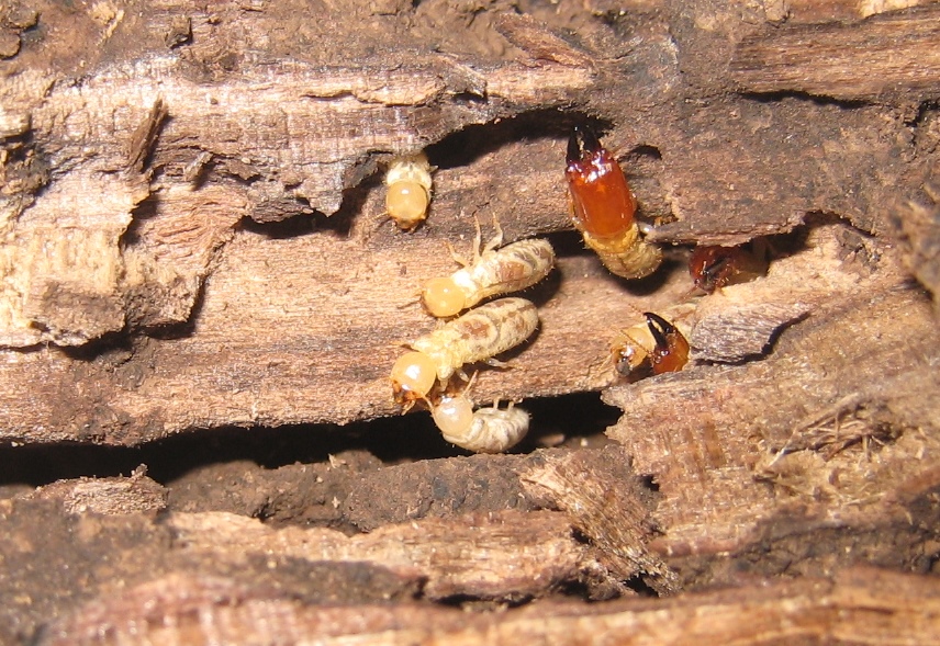 Early Detection and Prevention Advice for Termite Damage in Hong Kong