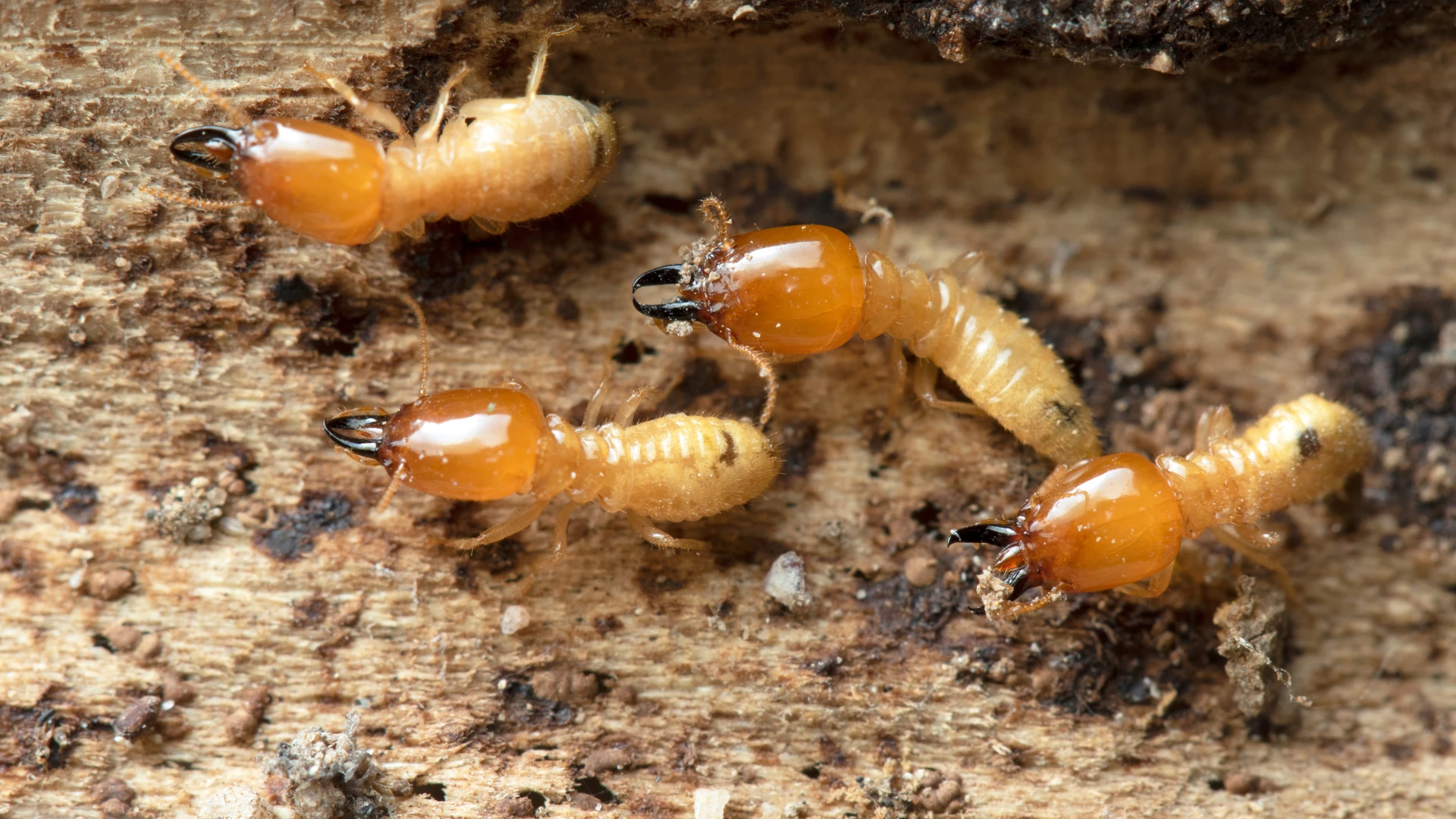 termite